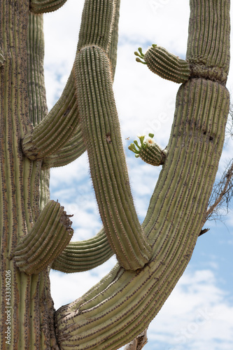 saguaro cactus in state