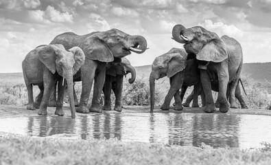 Papier peint photo Éléphant Éléphants réunis au point d'eau  © BooFace Photography