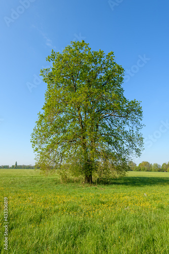 Oak tree in a meadow in spring in a light green landscape.