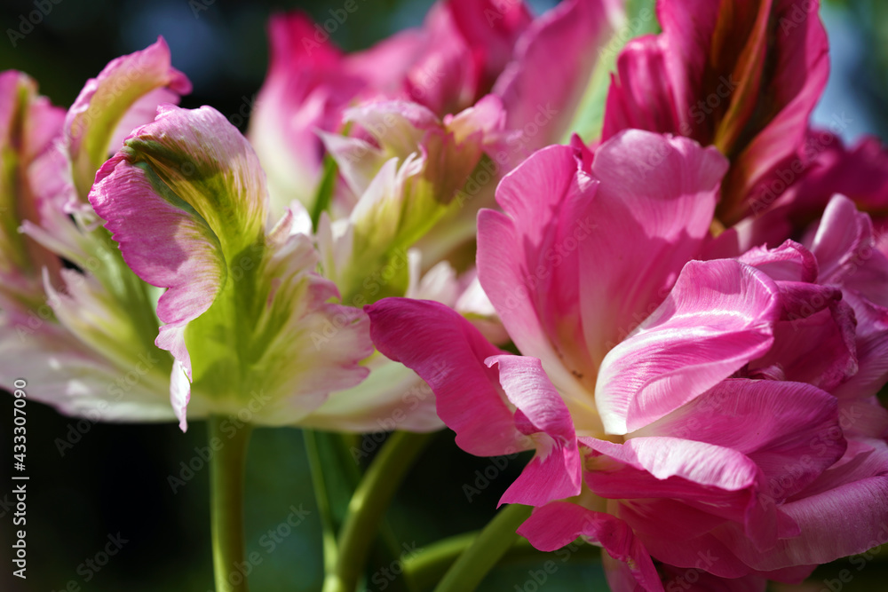 Obraz premium Tulpe, Papageitulpe, Garten