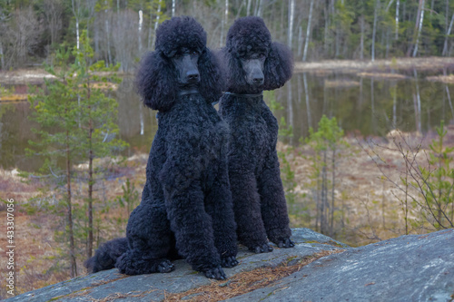 Standard poodle. Two well-groomed and nicely cut standard poodle poses for the photographer