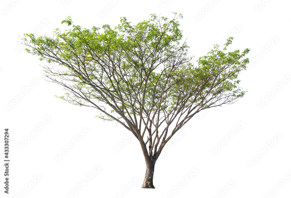 tree isolated on white background tree isolated on white background