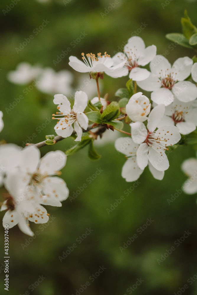 apple tree blossom apple tree blossom