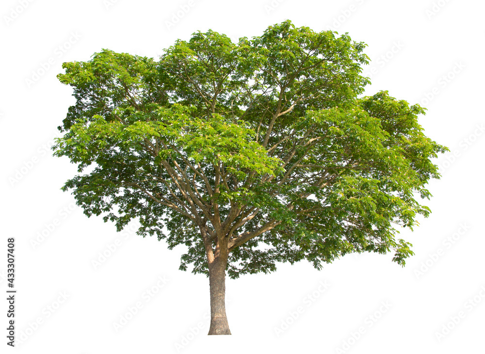 Obraz premium Tree isolate on white background