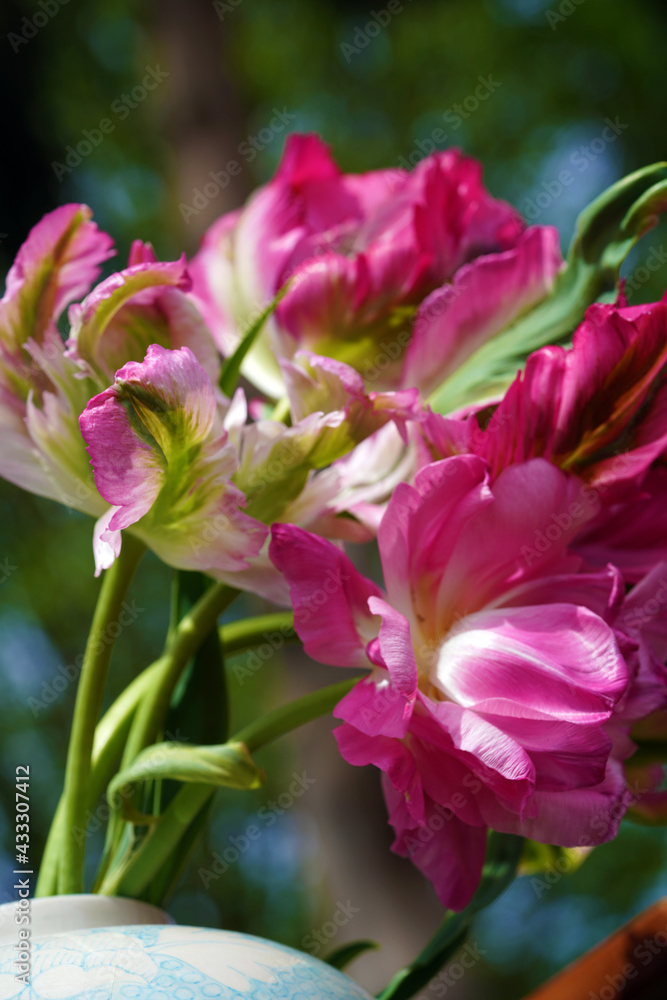 Tulpe, Papageitulpe, Garten Tulpe, Papageitulpe, Garten