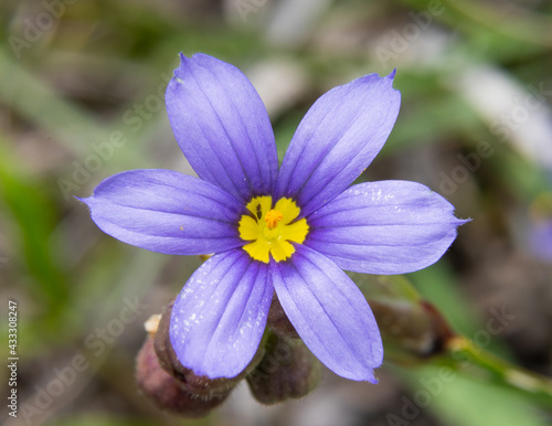 Diminutive and beautiful Blue-Eyed Grass flower with tiny violet colored petals and bright yellow center being visited by a passing insect.