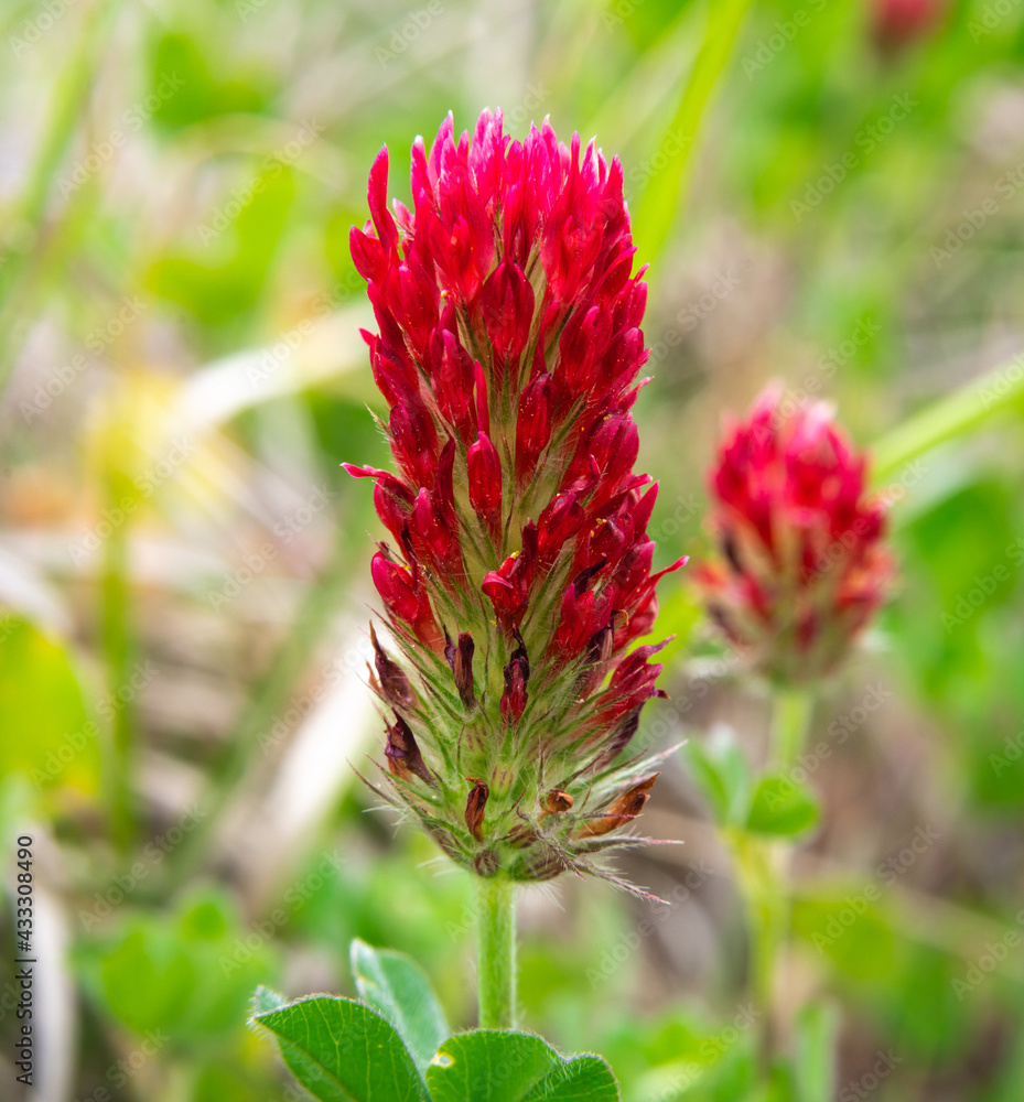 Stunning Red Crimson Clover blossom during Texas spring Wildflower season.