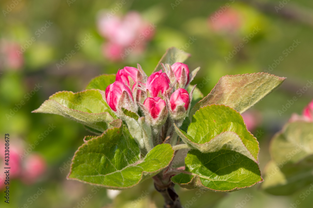 Macro shot of an apple branch at the pink bud growth stage Macro shot of an apple branch at the pink bud growth stage