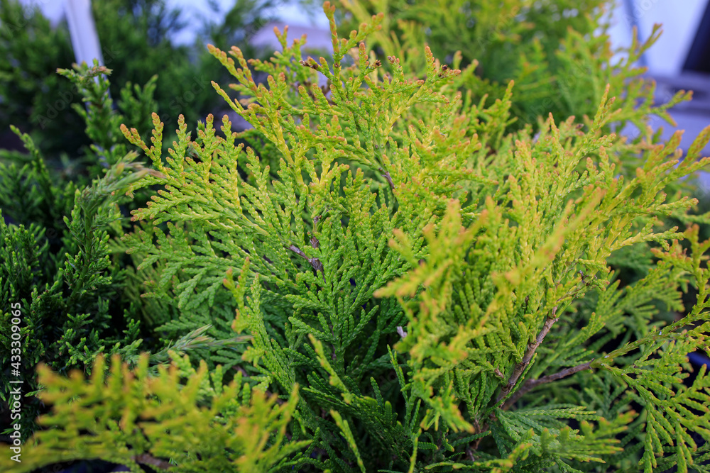 Thuja occidentalis, also known as northern white cedar, eastern white cedar, or arborvitae, is an evergreen coniferous tree, in the cypress family Cupressaceae