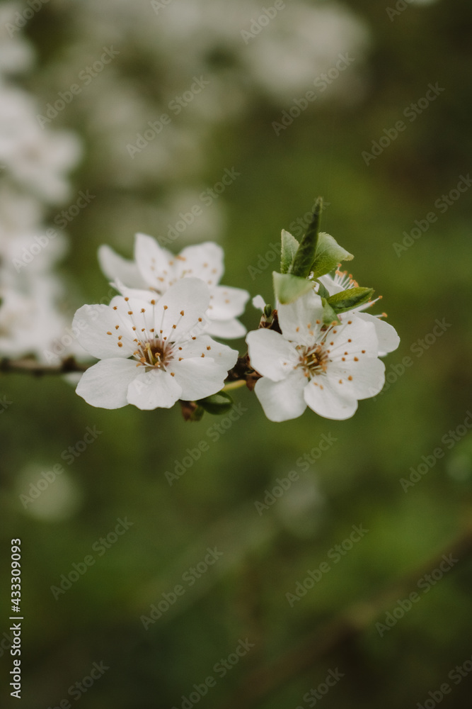 apple tree blossom apple tree blossom