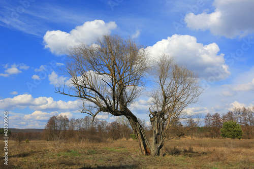 tree on sprin meadow