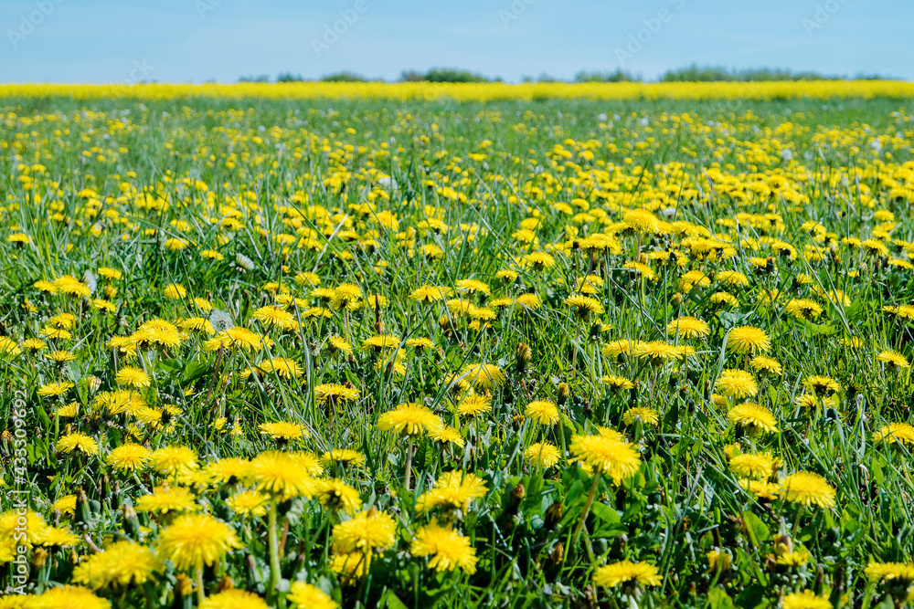 Fototapeta premium Frühling in Hannover Kronsberg.