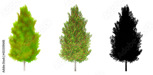 Set or collection of Eagleston Savannah Holly trees, painted, natural and as a black silhouette on white background. Concept or conceptual 3d illustration for nature, ecology and conservation strength
