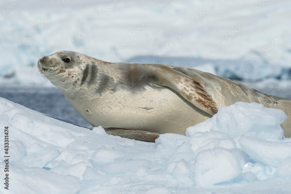 Obraz premium A Crabeater Seal rests on an ice floe - Antarctica 