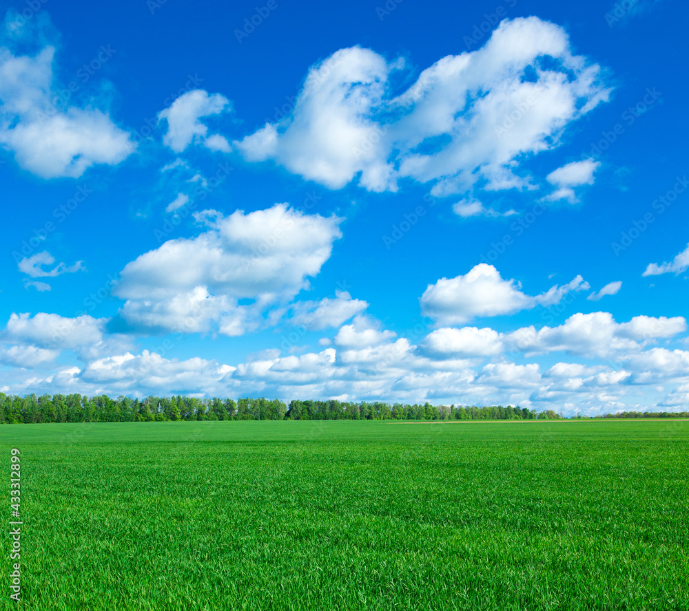 field of grass and perfect sky