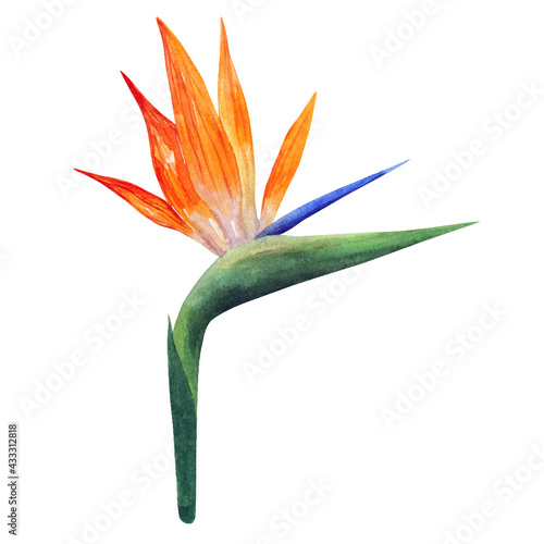 Strelitzia. Vector art. Beautiful orange colorful flower. Hand drawn watercolor illustration. Isolated on white background.