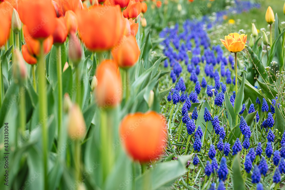A meadow full of tulips  - obrazy, fototapety, plakaty 