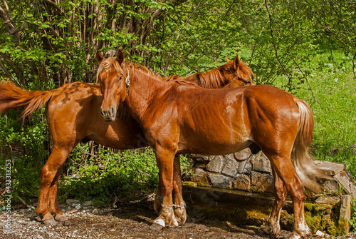 Two young male red horses closeup on rural counrtyside background