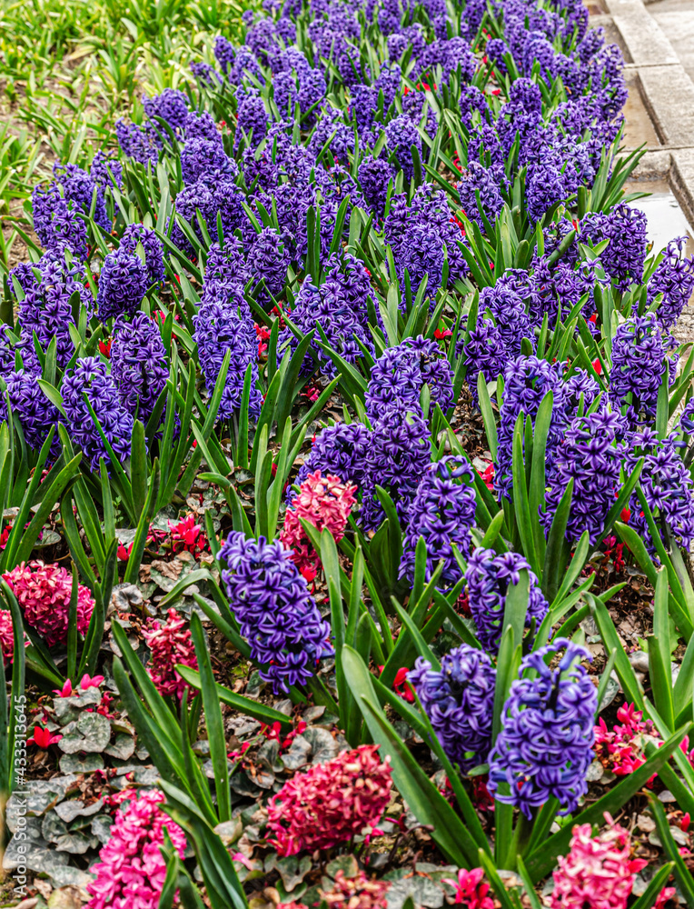 Naklejka premium Large flower bed of blooming blue geocynts