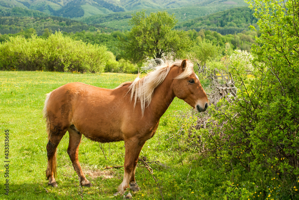 Young foal blonde hair horse closeup on rural country background