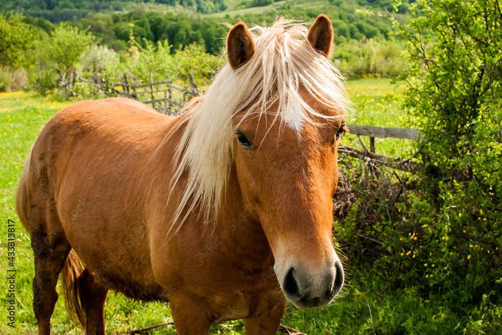 Young foal blonde hair horse closeup on rural country background Young foal blonde hair horse closeup on rural country background