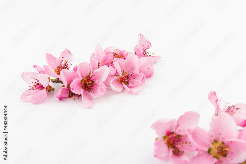 Peach flowers, isolated on white background.