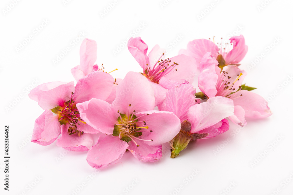 Peach flowers, isolated on white background.