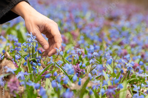 Don't pickup first spring flowers. Hand touching blooming pretty blue Scilla bifolia (alpine squill, two-leaf squill) and purple Corydalis cava close-up