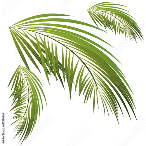 Vector palm tree branch isolated on the white