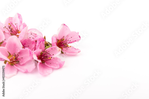 Peach flowers, isolated on white background.