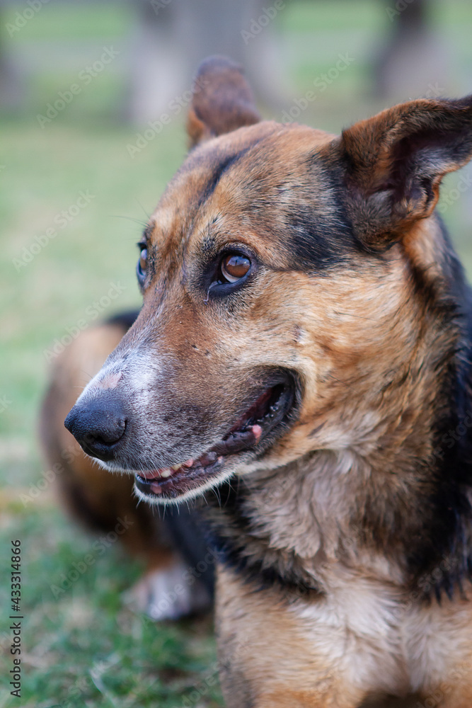 Portrait of a cute dog Portrait of a cute dog