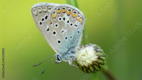 Wallpaper Mural Polyommatus icarus.The icarus butterfly or simply icarus is a species of lepidoptera belonging to the Lycaenidae family. Torontodigital.ca