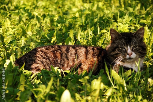 A proud cat with beautiful eyes sleeps in a green grass on a sunny day photo