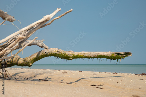 Foto el palmar