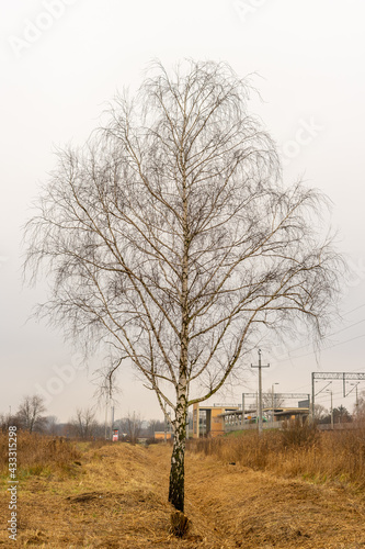 Fototapeta Naklejka Na Ścianę i Meble -  samotne drzewo przy peronie jesienią
