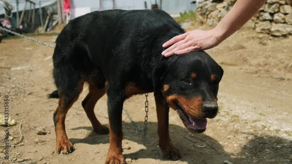 Slow motion of person petting original Rottweiler dog outdoors, concept of animals friends with people. Slow motion of person petting original Rottweiler dog outdoors, concept of animals friends with people.