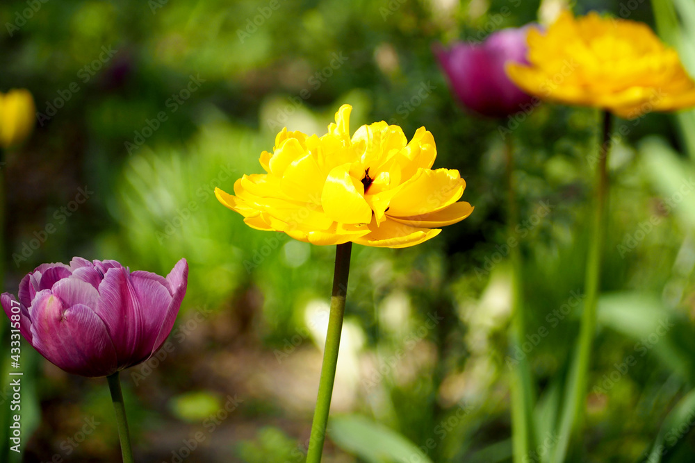 close bud of yellow tulip monte carlo and purple-violet bud of blue diamond grow in the garden on a green background side view close bud of yellow tulip monte carlo and purple-violet bud of blue diamond grow in the garden on a green background side view