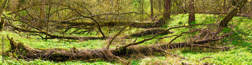 Fallen trees in a forest ravine in spring, panoramic view. Ravine in forest with fallen trees Fallen trees in a forest ravine in spring, panoramic view. Ravine in forest with fallen trees