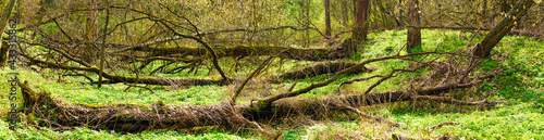 Fallen trees in a forest ravine in spring  panoramic view. Ravine in forest with fallen trees