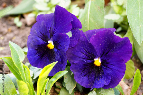 two buds of bright dark blue garden violets growing in the garden side view