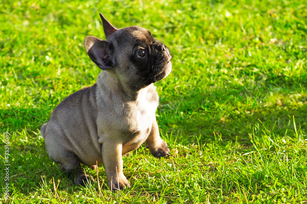 French bulldog puppy sits on green grass. Bouledogue