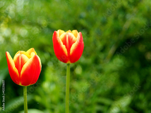 on the left, two red with yellow buds Mickey Mouse tulip tulips grow in the garden on a blurred green background. side view