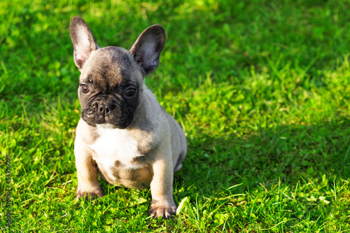 French bulldog puppy sits on green grass. Young bouledogue, sunlight, copy space