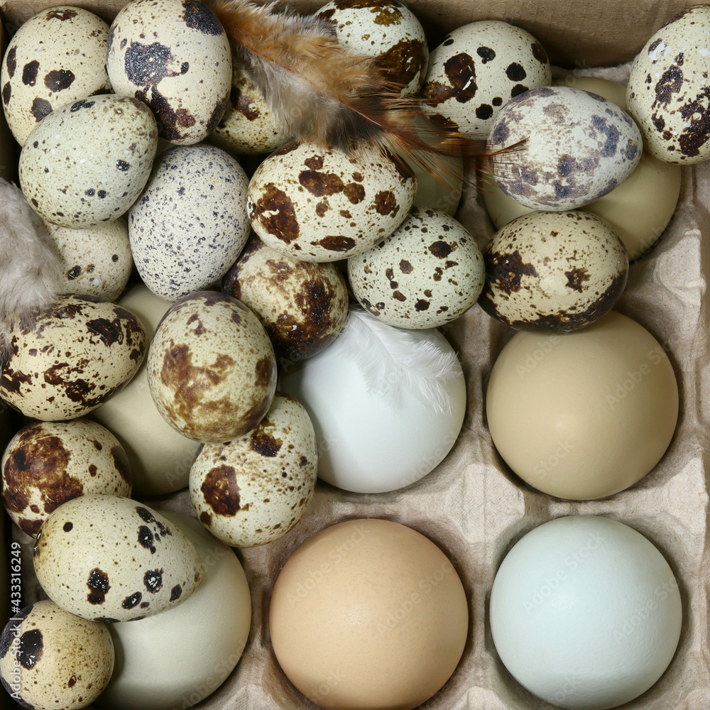 Obraz premium Chicken and quail eggs in the tray