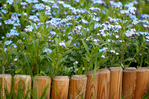 many small blue flowers forget-me-not growing in the garden in spring side view