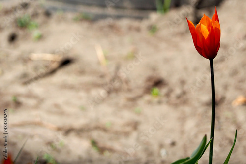 on the right, a red bud Tulipa lily flowering growing in the garden on a spring afternoon. side view photo