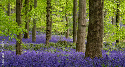 Carpet of bluebells growing in the wild on the forest floor under beech trees in springtime in Dockey Woods, Buckinghamshire UK. 