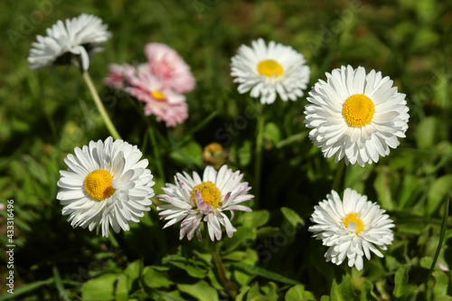 Bright flowers on a green background