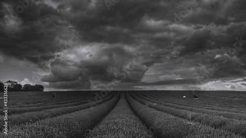 storm clouds over the field