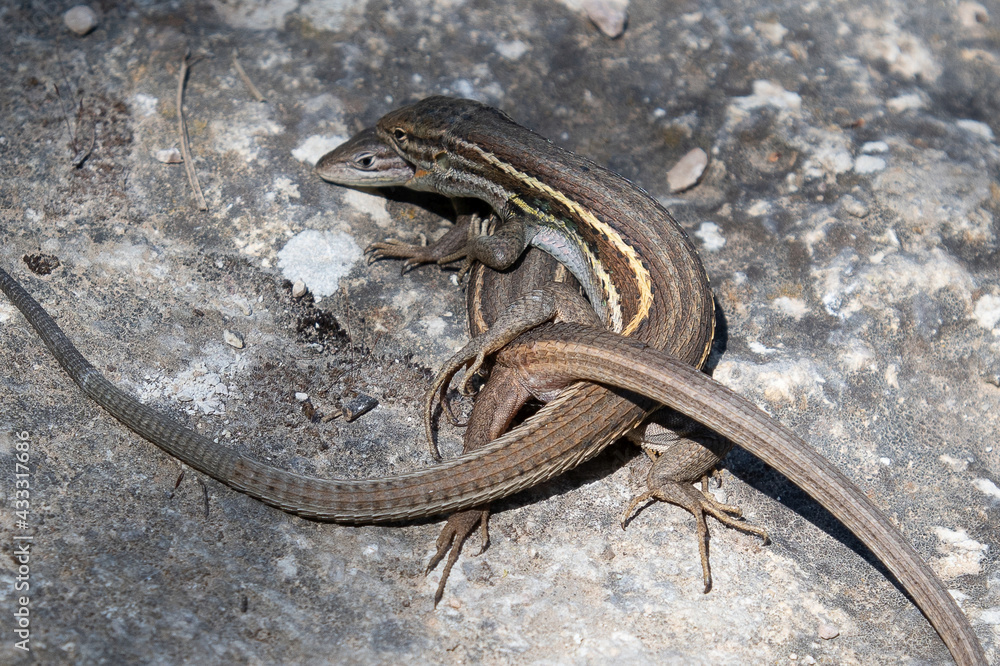 Fototapeta premium Psammodromus algirus